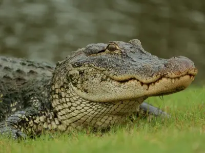 Martha’s Vineyard residents speculate after alligator carcass found at nature reserve