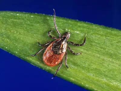 Here’s a smart way to fight ticks, according to a tick expert