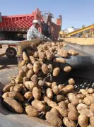 Idaho farmers (and our small health products company) will struggle even with Trump’s 30% tariff rate (Opinion)