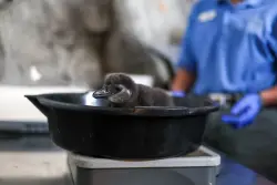 Critically endangered penguin chick hatches at Cheyenne Mountain Zoo