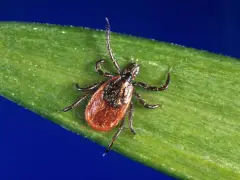 Here’s a smart way to fight ticks, according to a tick expert